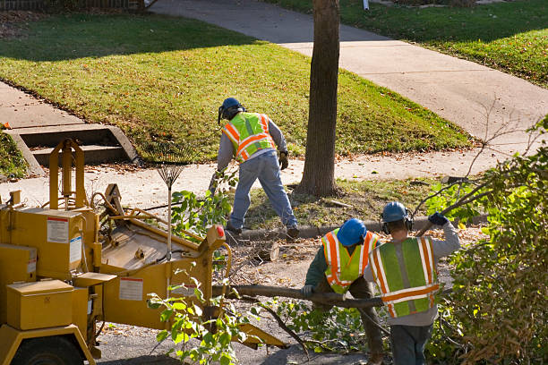 How Our Tree Care Process Works  in Deer Lodge, MT